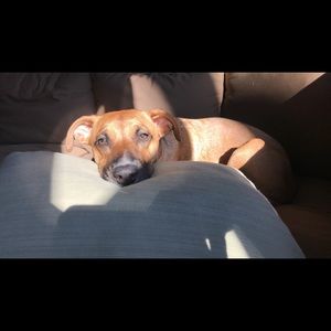 Meet your Posher, Joe